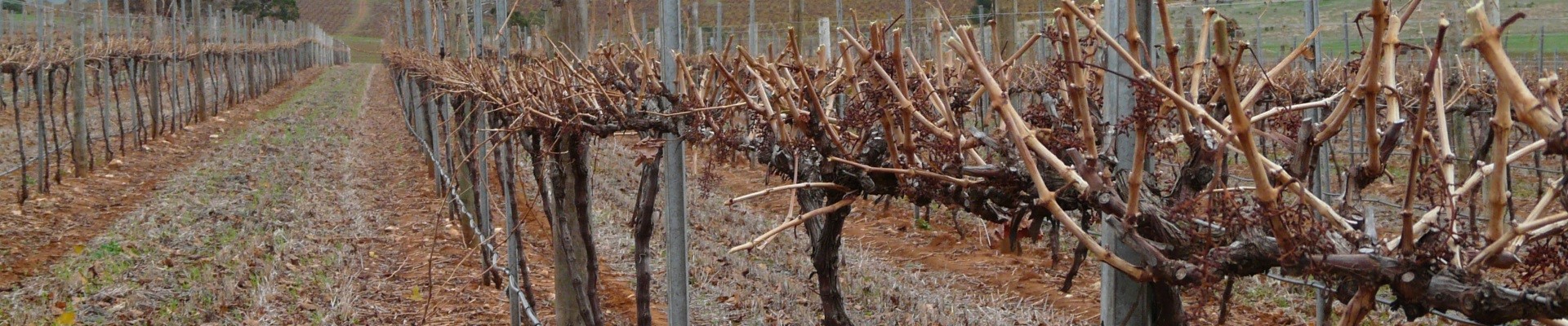 Pruned vines with Ackland Vineyard Services