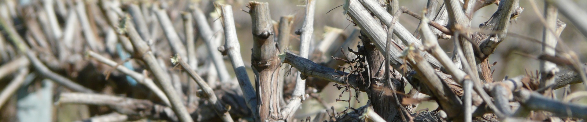 Vines after barrel pruning - Ackland Vineyard Services