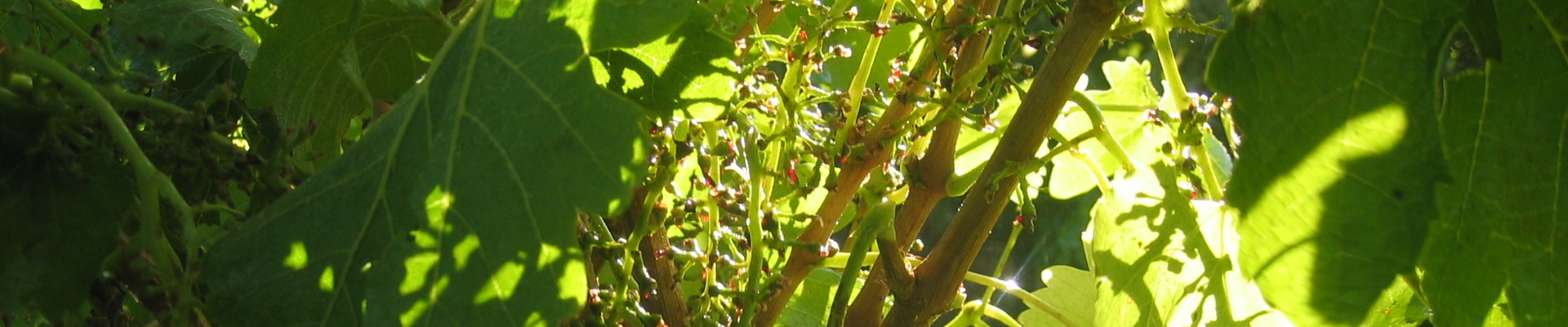Harvested Vine - Ackland Harvesting